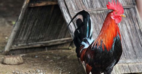 Enhancing the Performance of the Gamefowls.